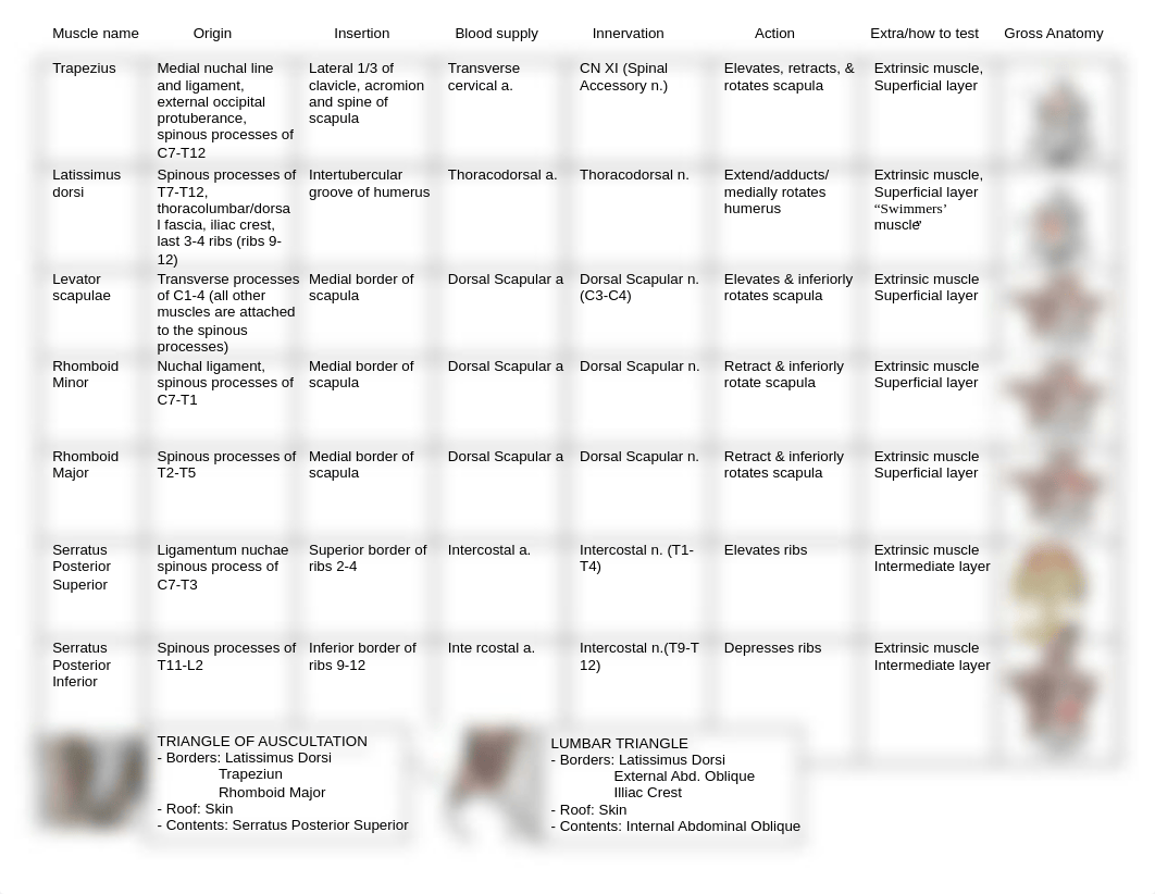 Master Anatomy Muscle Chart.pdf_d8swtg8xv0l_page1