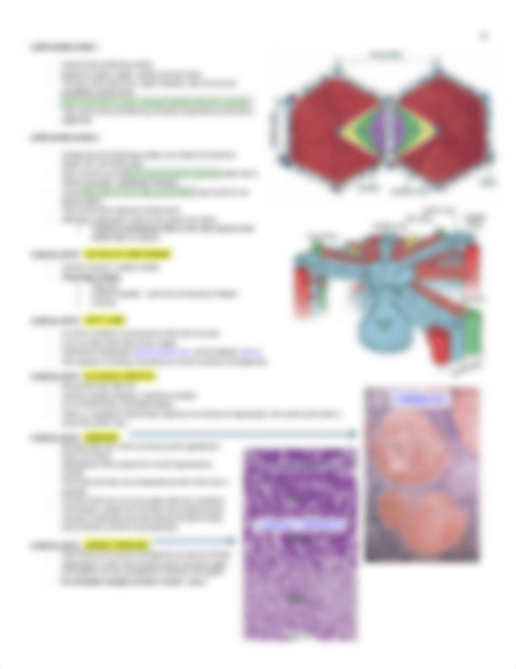 Histo - Liver, Gallbladder, Spleen - BL_d8tl0ct02s3_page3