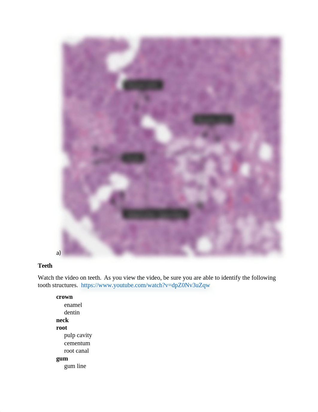 Organs of the Digestive System Feb 1-Ashli Rigel.doc_d8usiwhnfta_page4