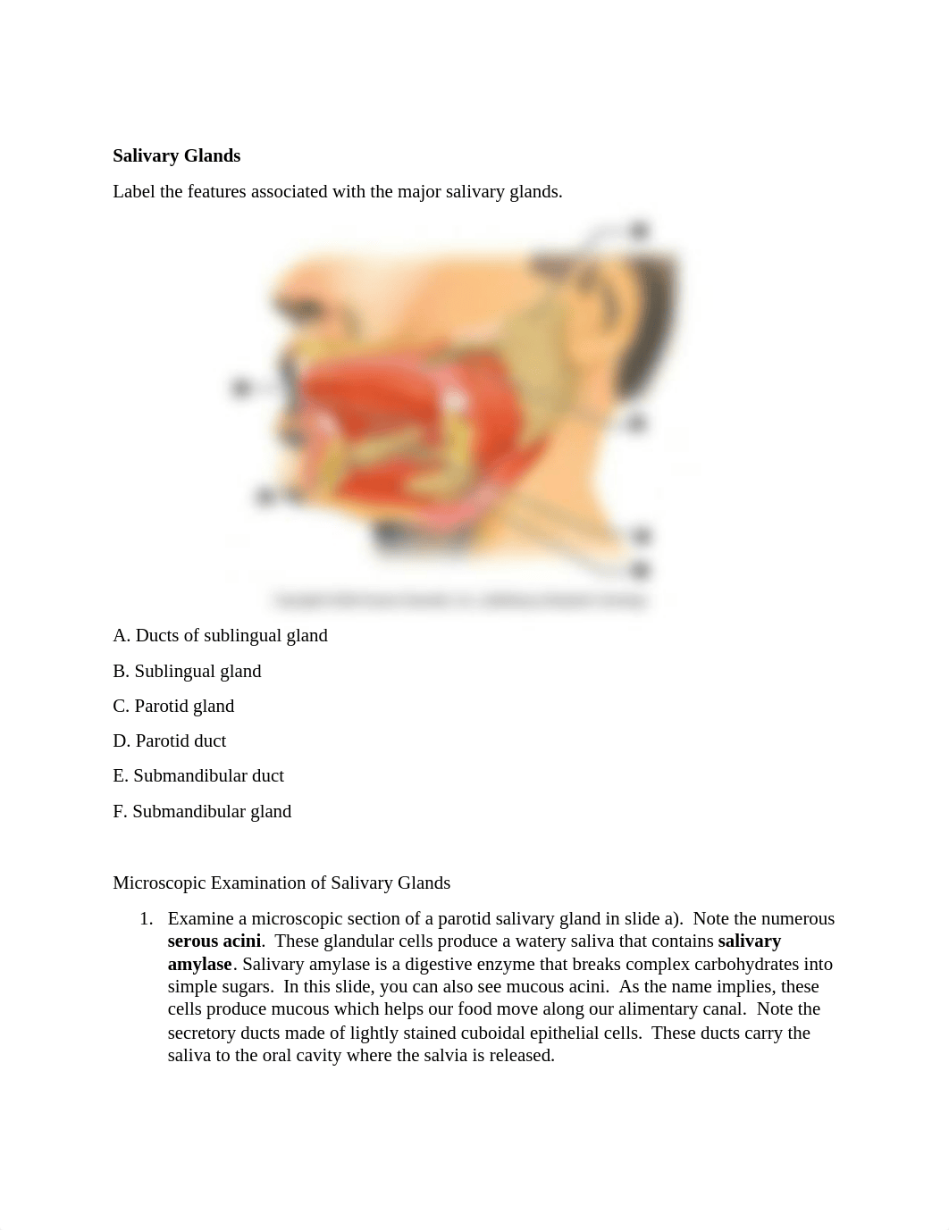 Organs of the Digestive System Feb 1-Ashli Rigel.doc_d8usiwhnfta_page3