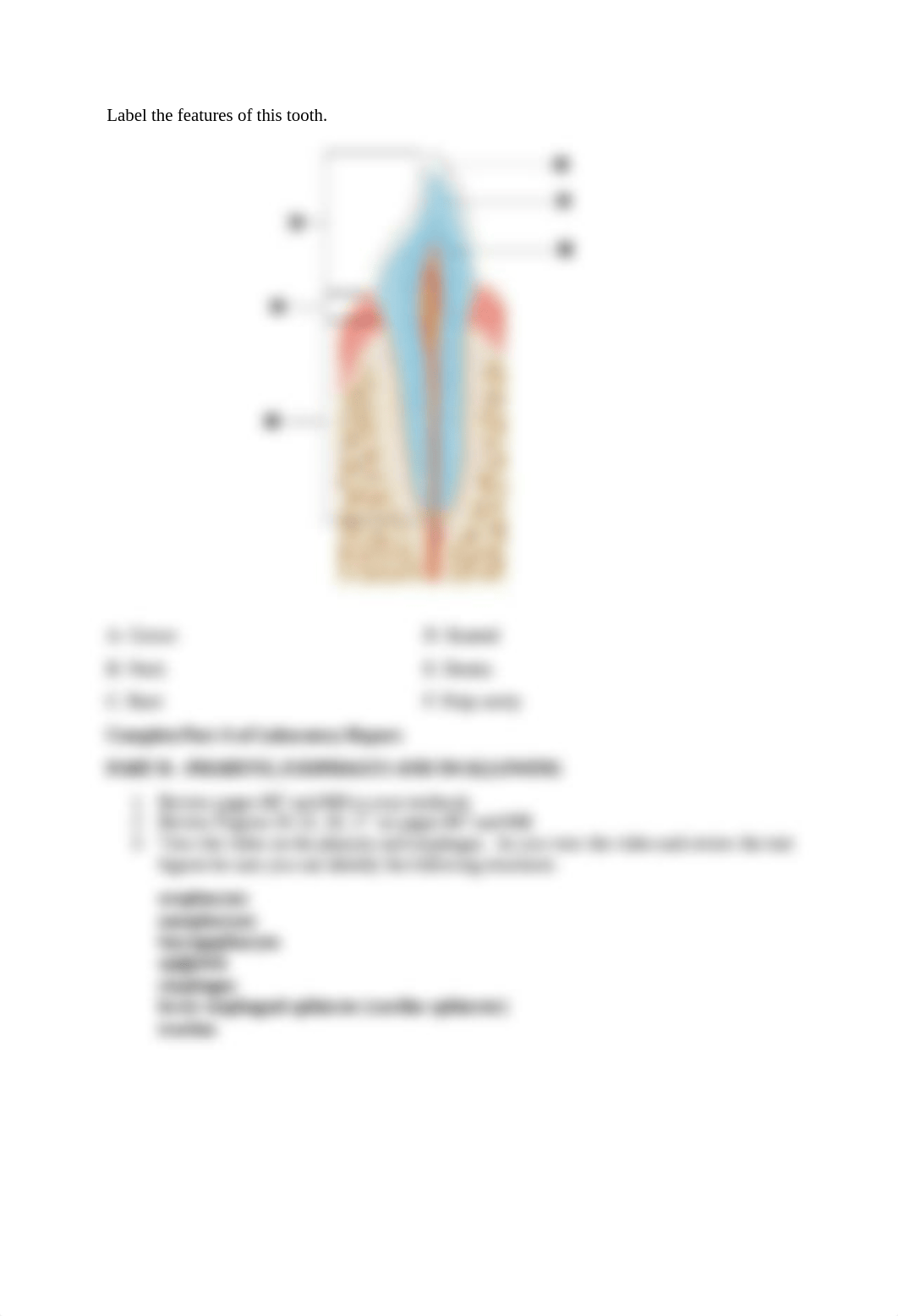 Organs of the Digestive System Feb 1-Ashli Rigel.doc_d8usiwhnfta_page5