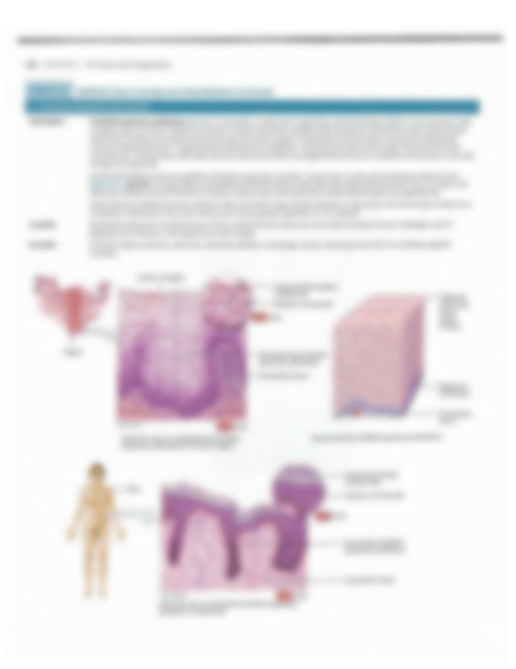 Ch4+Tissue+Tables.pdf_d8vkt6zxi1b_page5