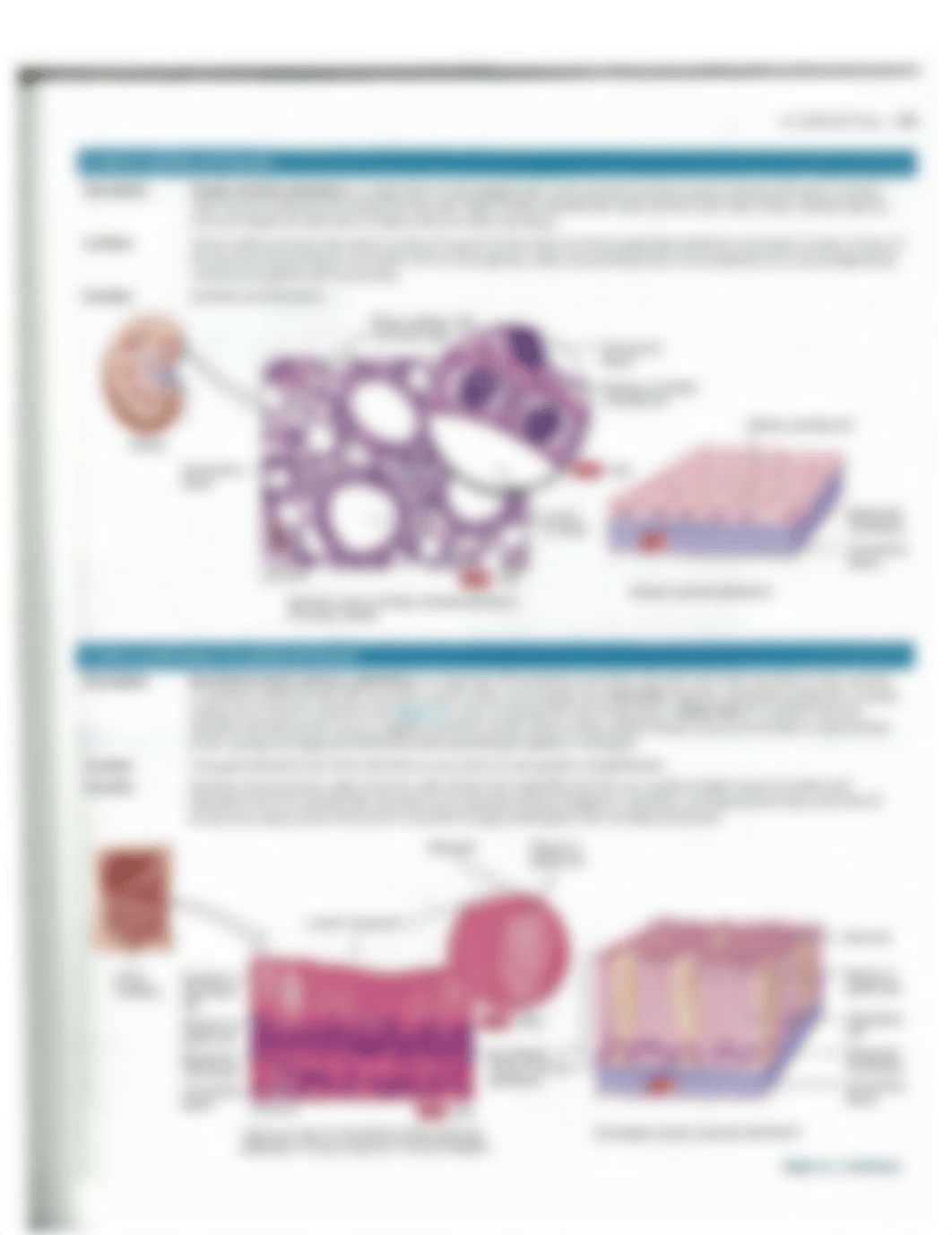 Ch4+Tissue+Tables.pdf_d8vkt6zxi1b_page2