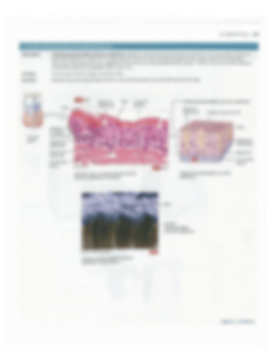 Ch4+Tissue+Tables.pdf_d8vkt6zxi1b_page4