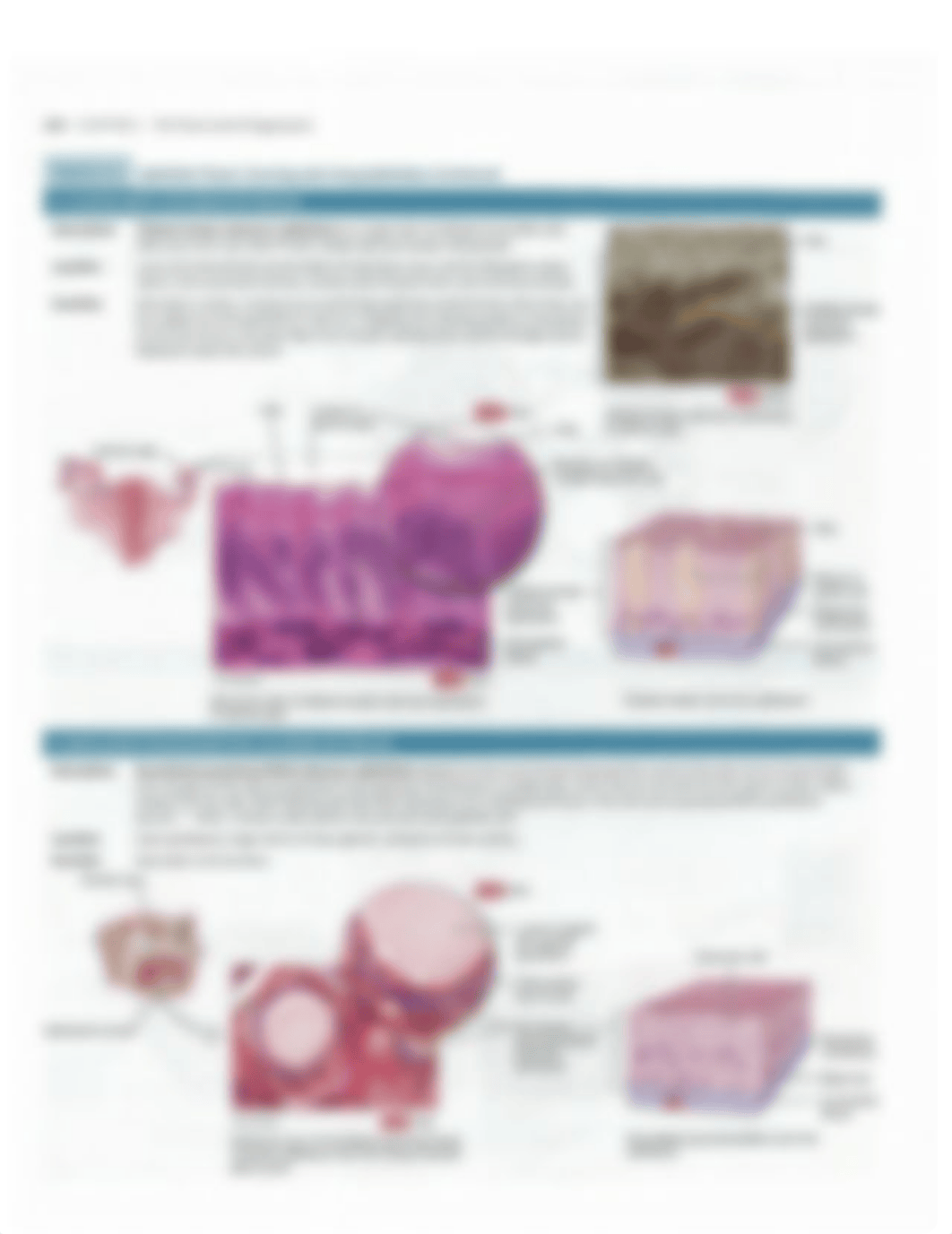 Ch4+Tissue+Tables.pdf_d8vkt6zxi1b_page3