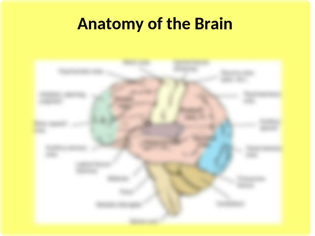 Neuro.ppt_d8vqpkp51q3_page5