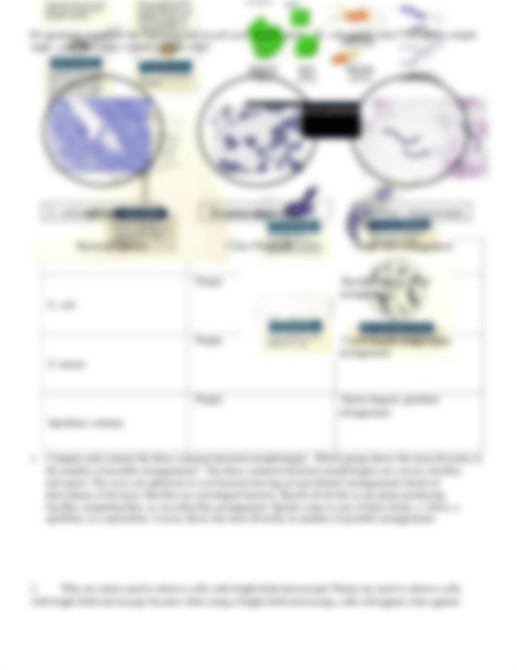 week 2 - Bacterial Smear and Simple Staining.docx_d8w0w1iaegq_page2