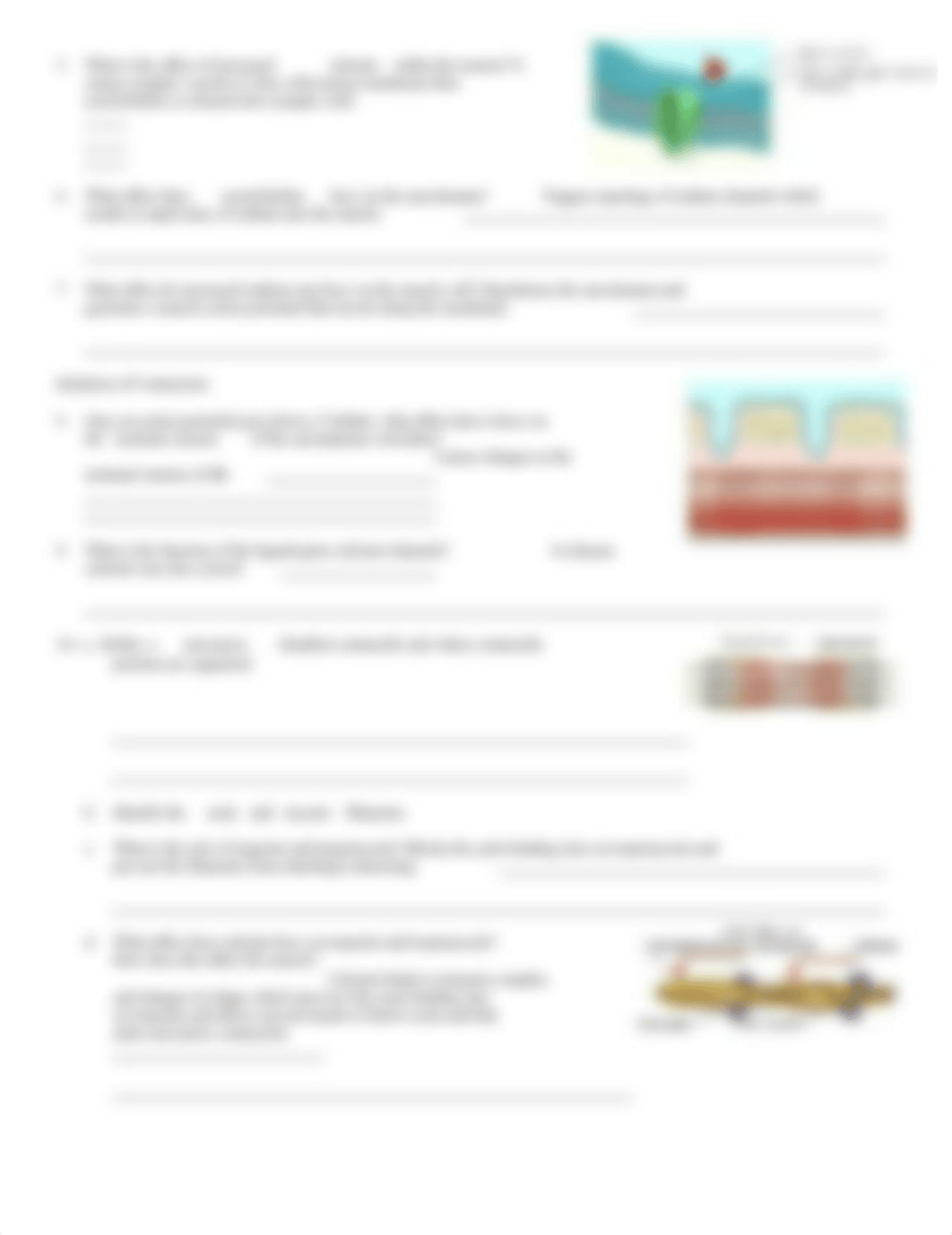 Neuromuscular junction .doc_d8wjnl0hrur_page2