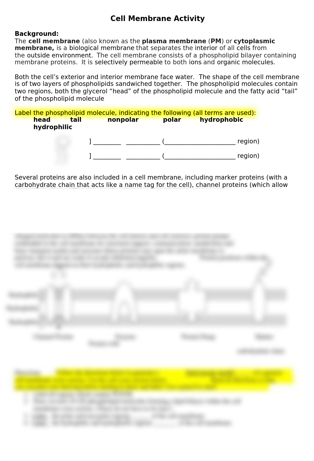 Ch. 3 - Cell Membrane Drawing Activity.docx_d8wn4fnljor_page1