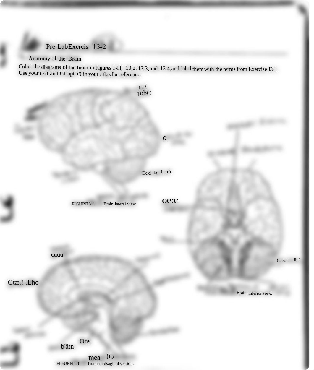 A&P prelab 12 & 13.pdf_d8wosqlc51n_page2