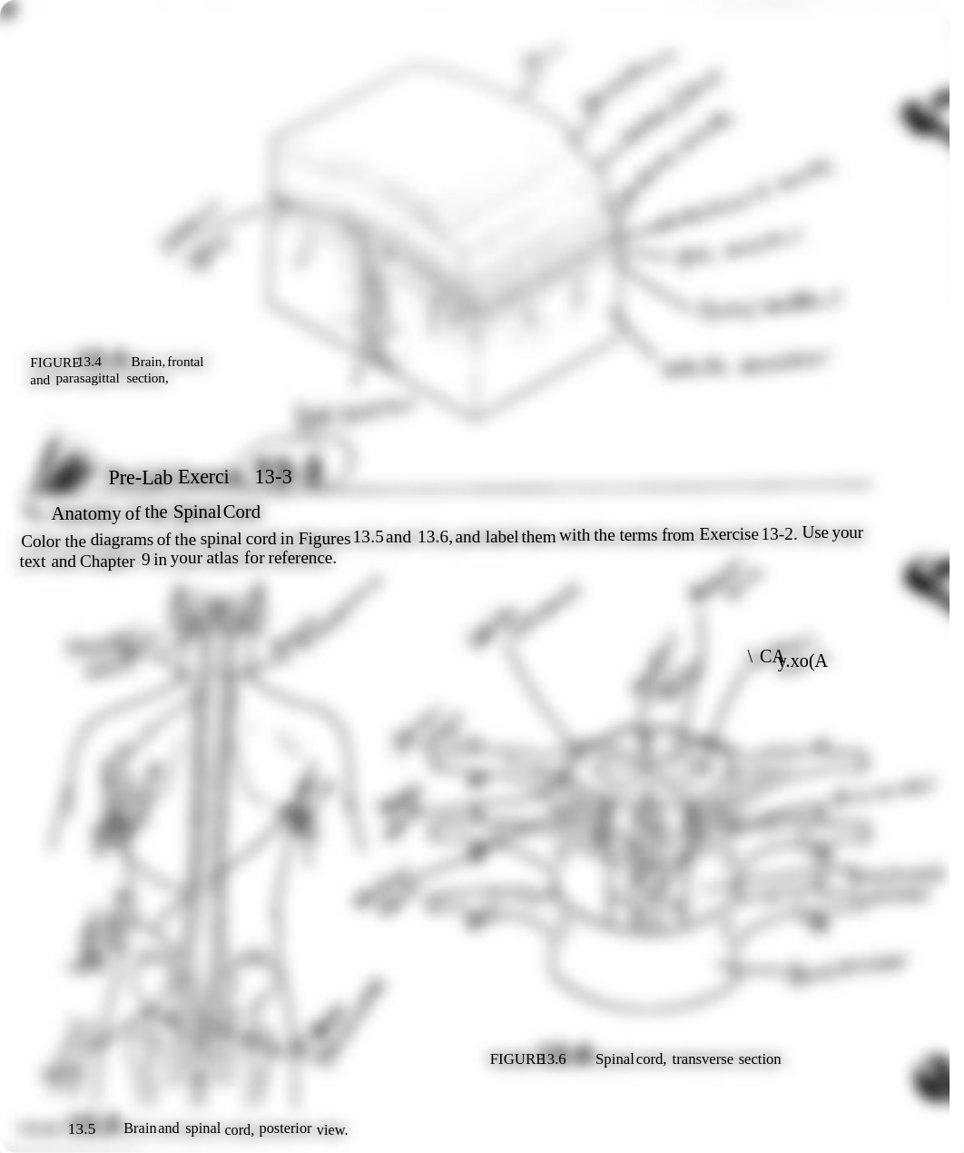 A&P prelab 12 & 13.pdf_d8wosqlc51n_page1