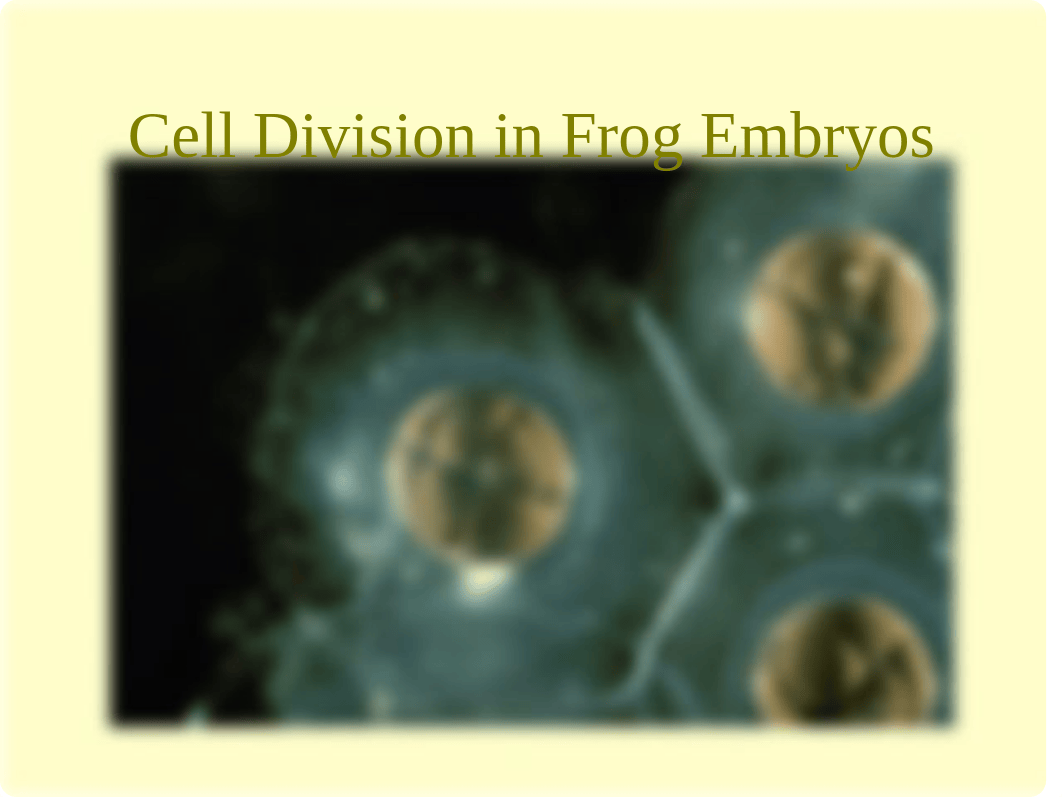 BIO 112 I  Mitosis -S16_d8wrrgi8mke_page5