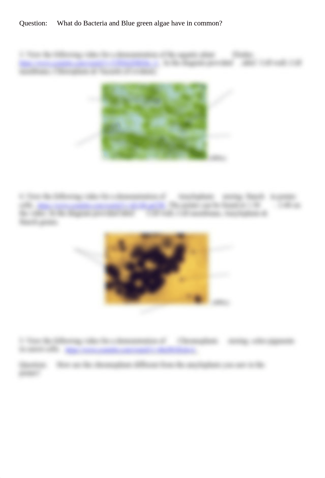 Cell Diversity Lab Bio111.pdf_d8xmpsf300t_page2