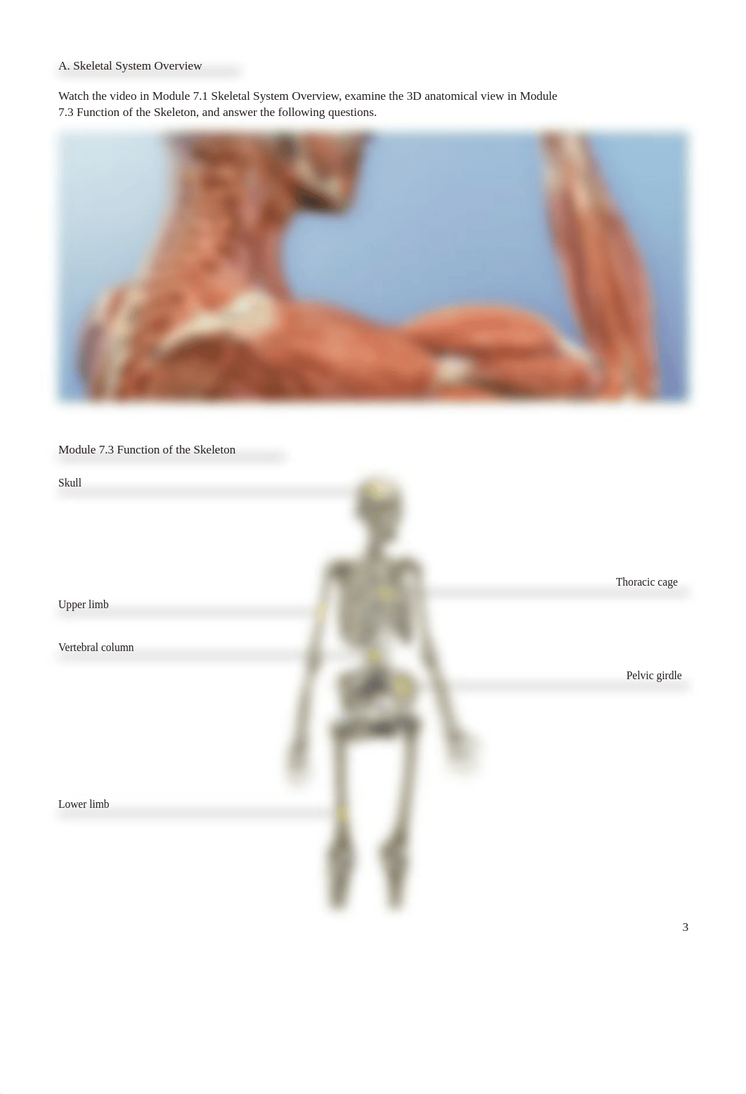 lab manual_appendicular_skeleton_a+p.pdf_d8ymn338dhu_page3