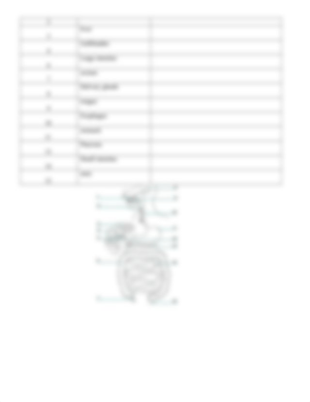 Digestion_Worksheet_ Jayden Joselin (1).doc_d8yo6vchw4i_page2