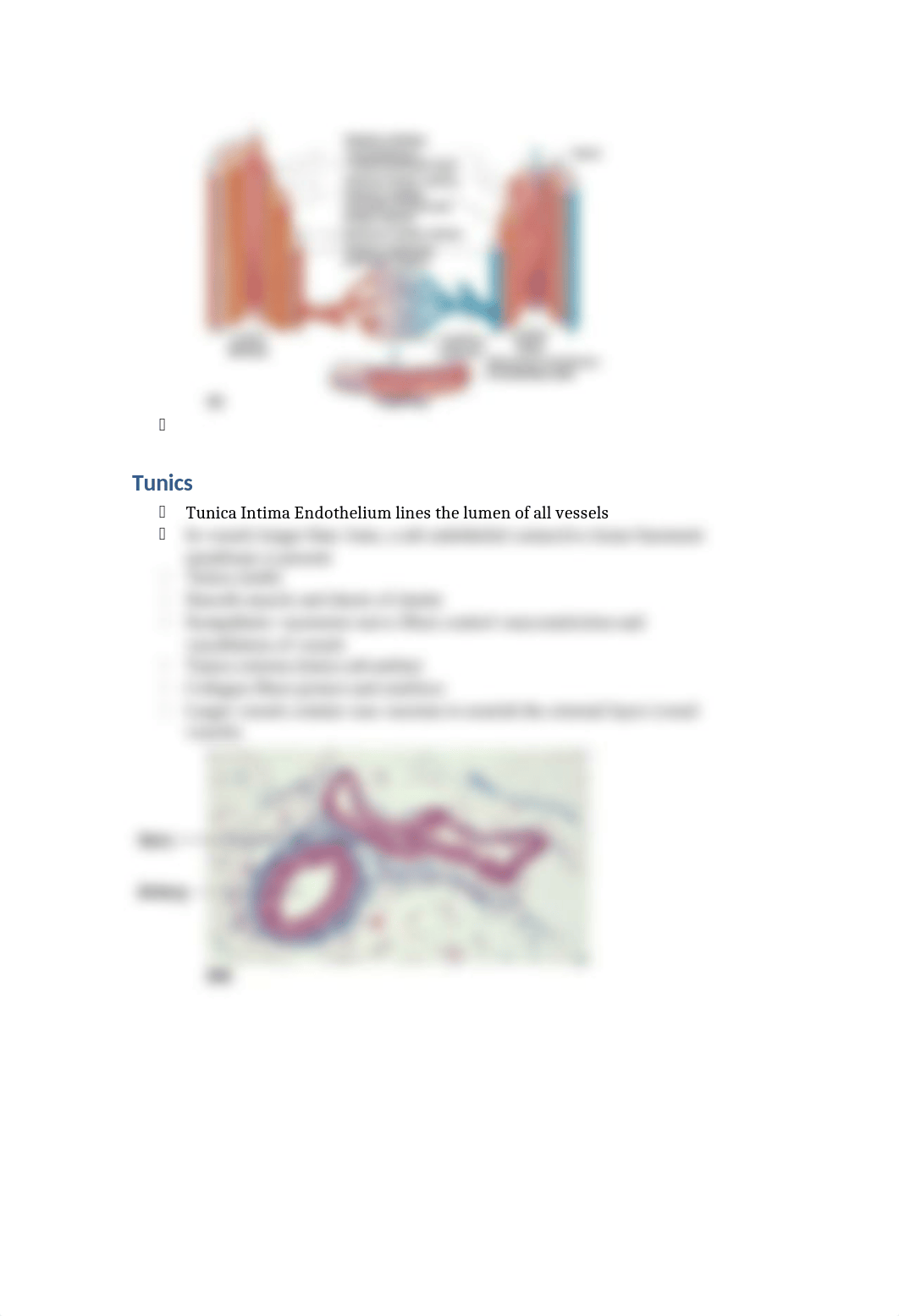 Chapter 19 The Cardiovascular System.docx_d8yutdv6fzl_page2