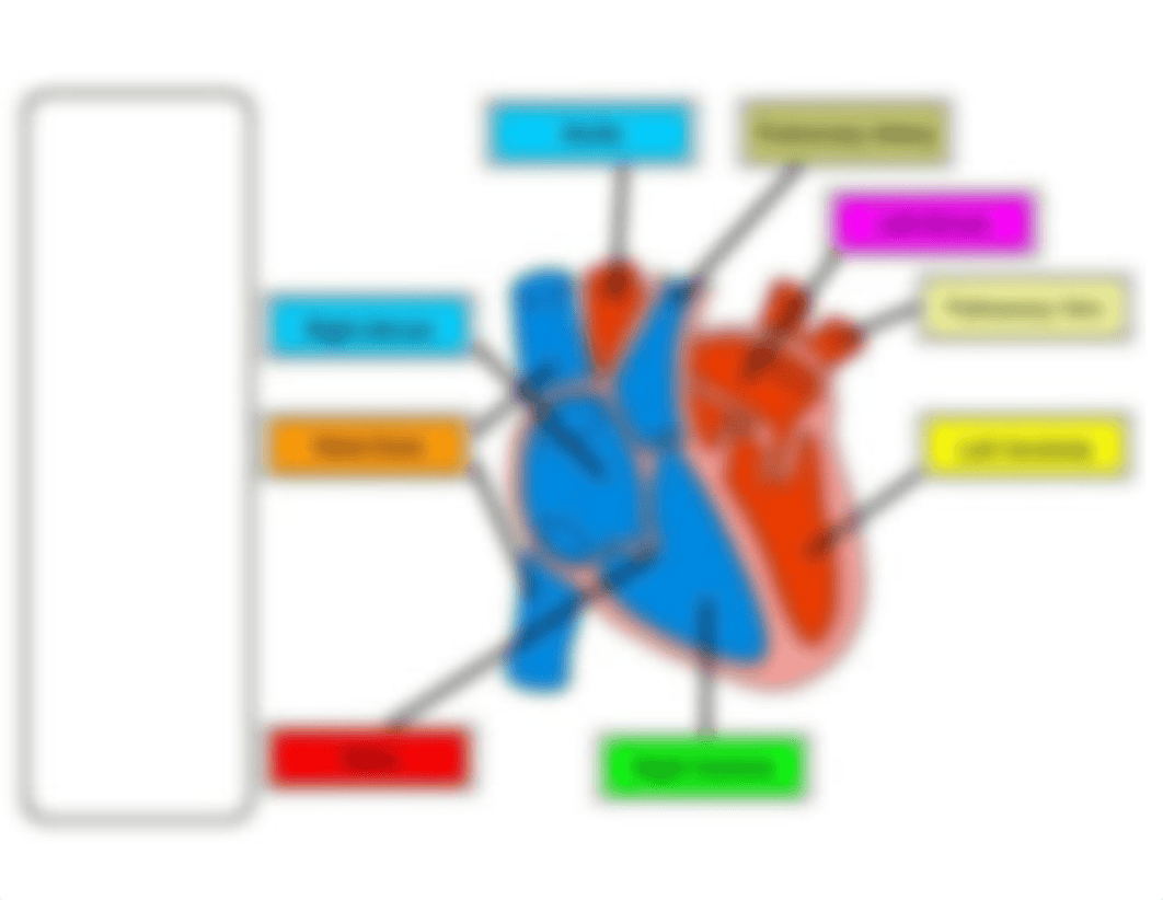 Heart Labeling Practice Worksheet_d8zyzzbvn04_page2