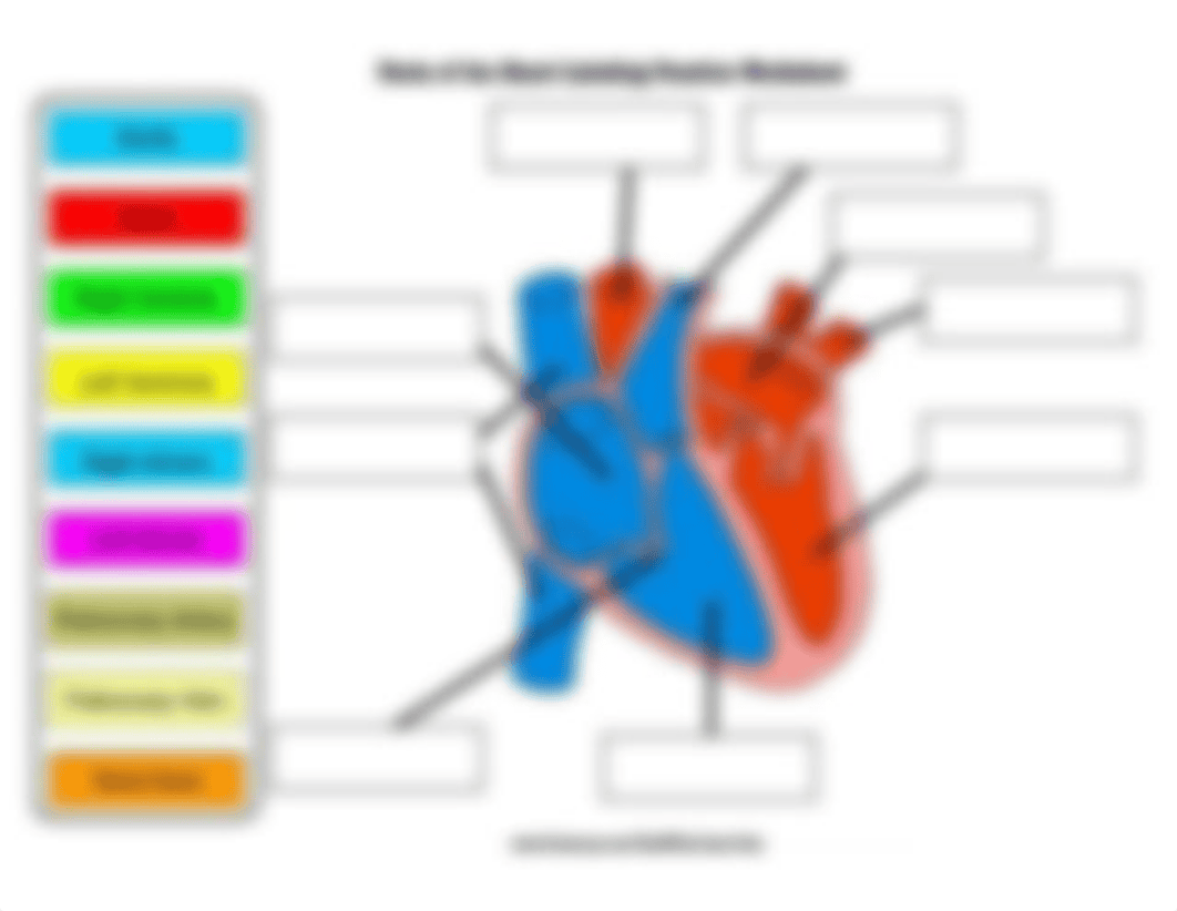 Heart Labeling Practice Worksheet_d8zyzzbvn04_page1