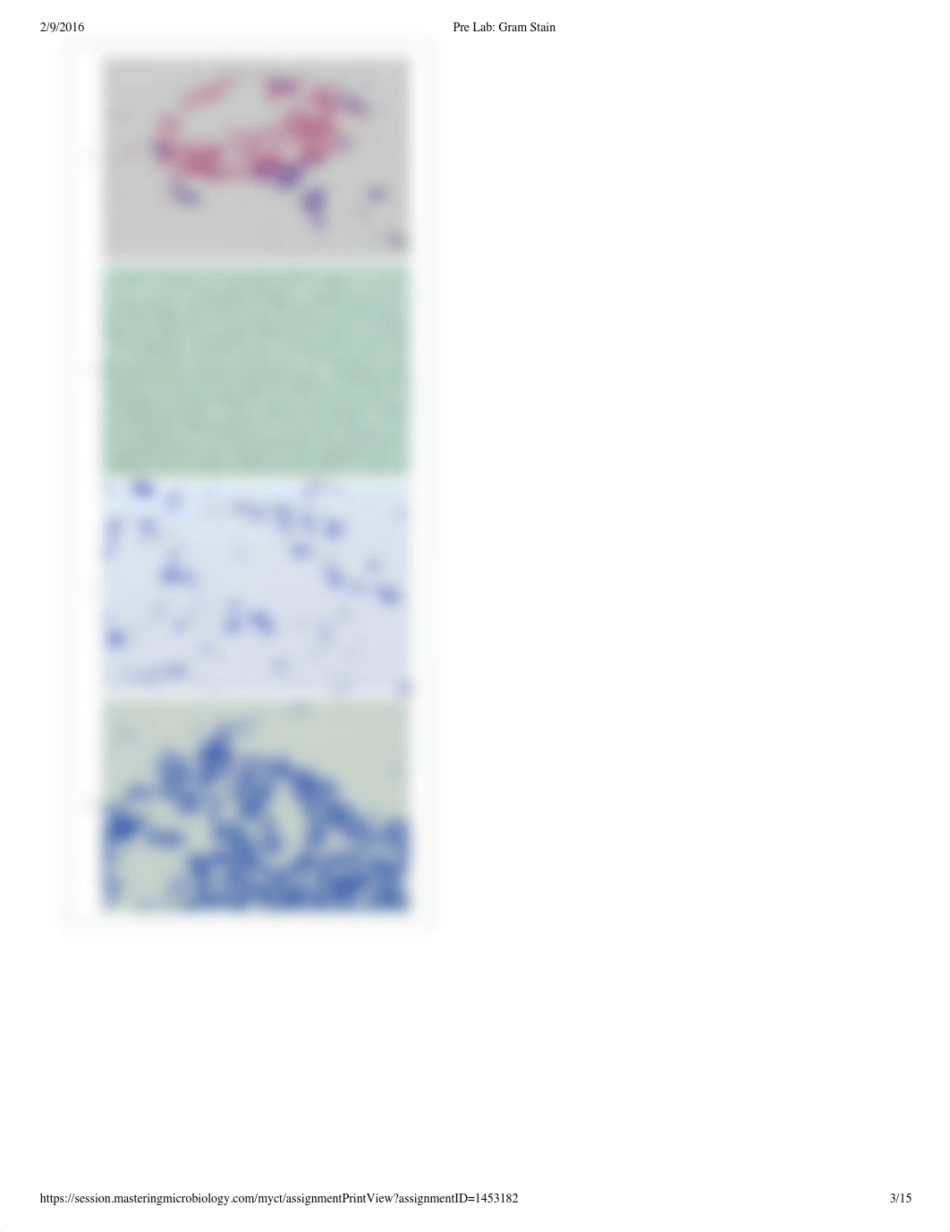 Pre Lab_ Gram Stain_d90upvn1z0c_page3