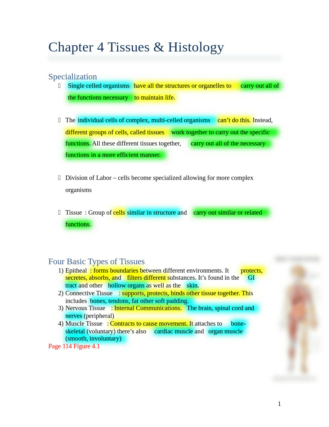 Chapter 4 Tissue Histology.docx_d91axqabfyw_page1