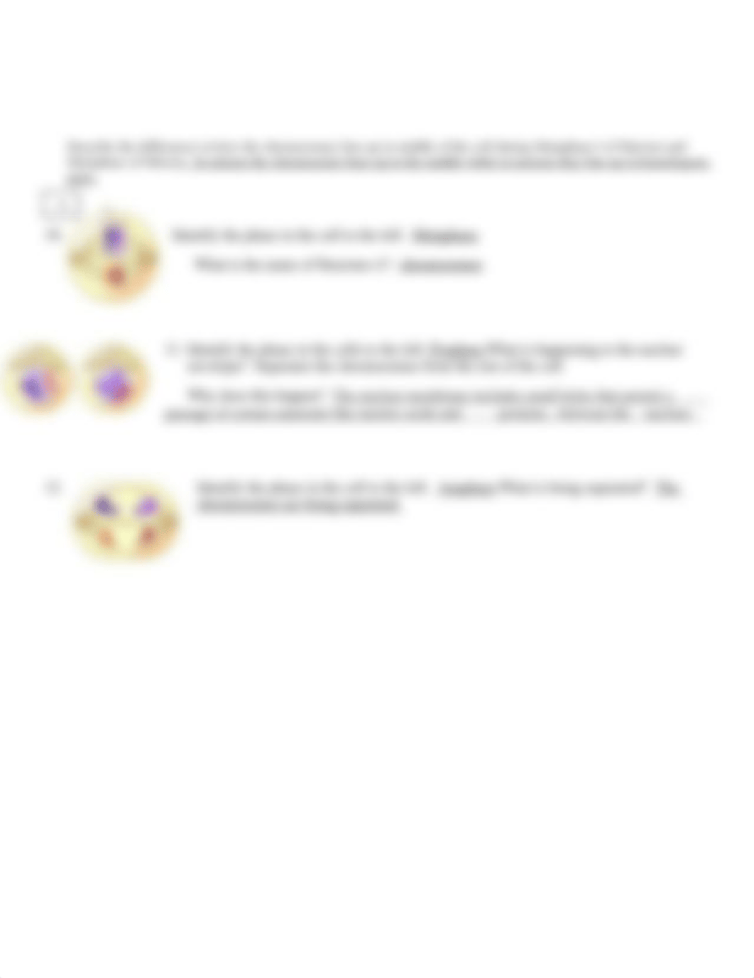 Mitosis vs Meiosis Worksheet.doc_d91gs0dd6c2_page2