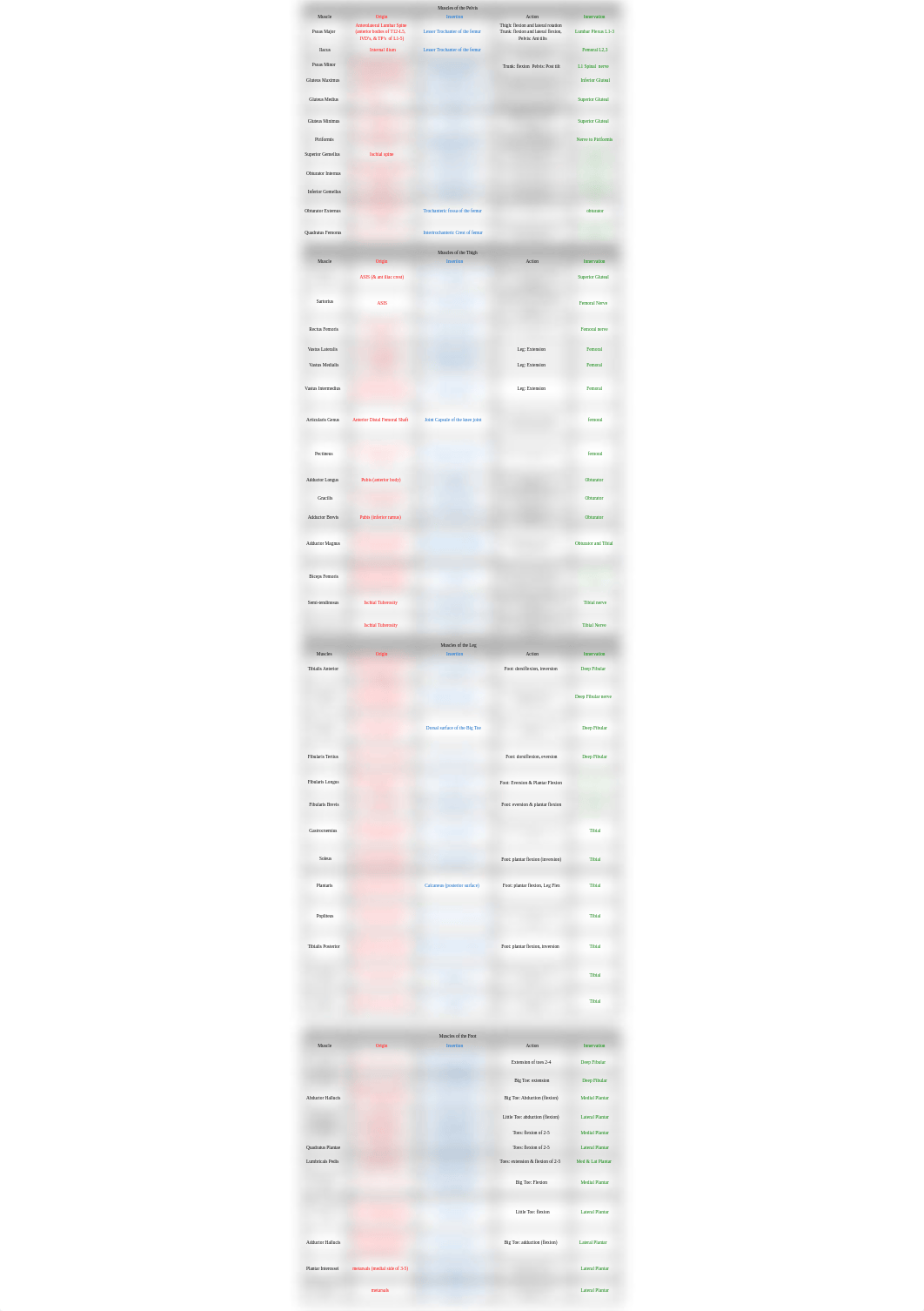 ANAT 1615 Final Exam Muscles of Pelvis Leg, Thigh, and Foot (Spreadsheet)_d91pon225sb_page1