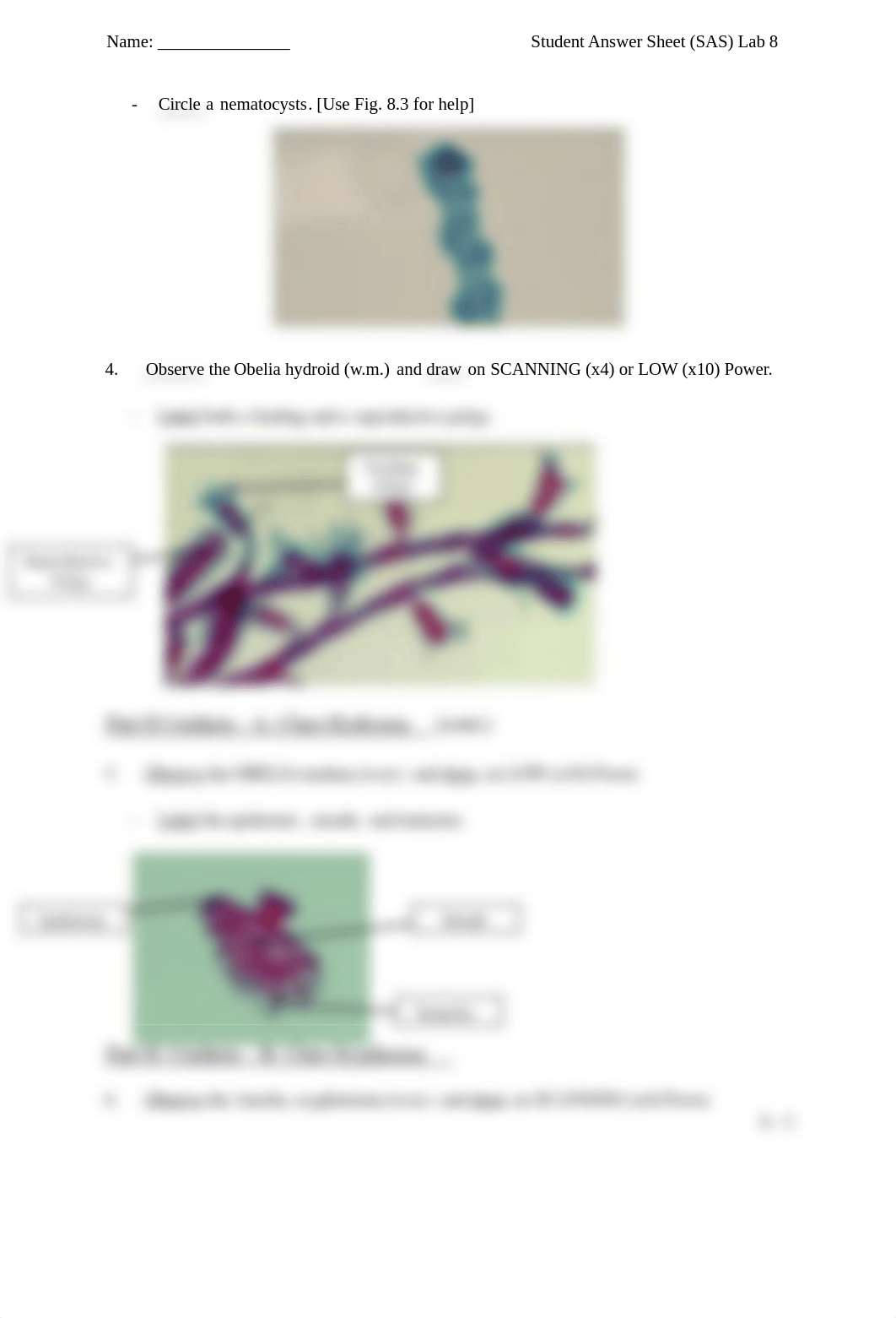 Lab 8 Invertebrates.docx_d92gcfpht1w_page3