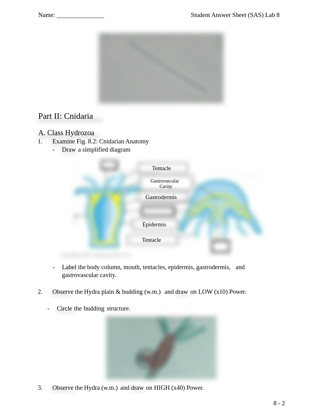 Lab 8 Invertebrates.docx_d92gcfpht1w_page2