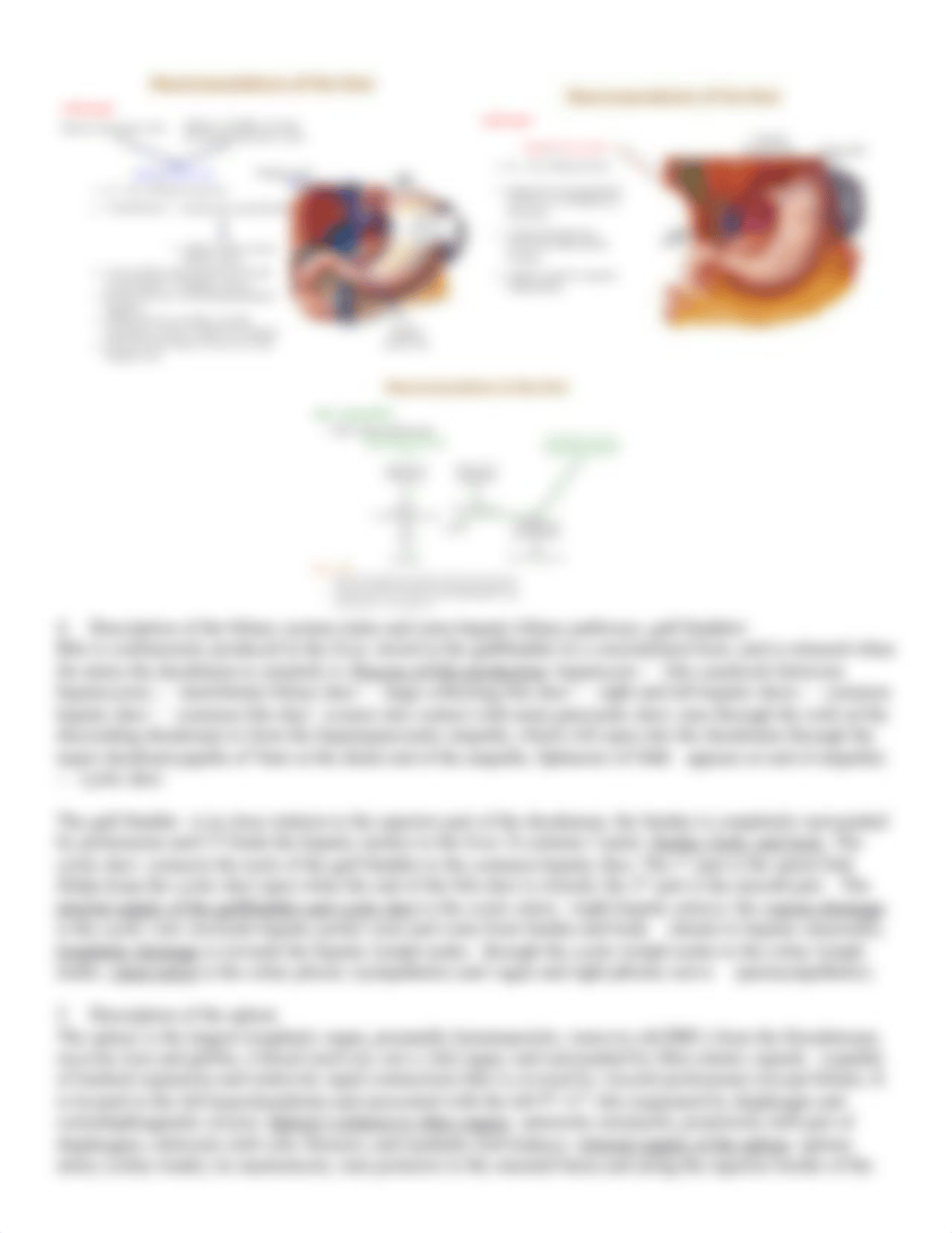 Anatomy of the Abdomen II - Supracolic viscera.docx_d92gs8ilhi0_page3