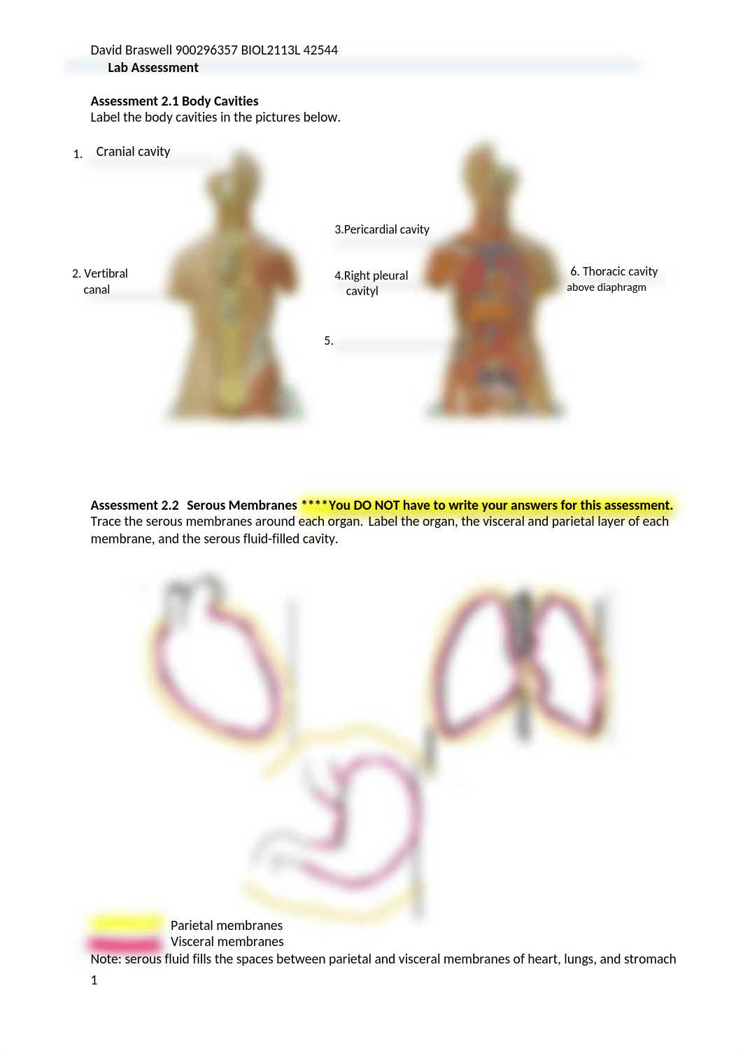 body organization lab 2 results sheets spr 2021(2)(1).docx_d93n9j8csyy_page1