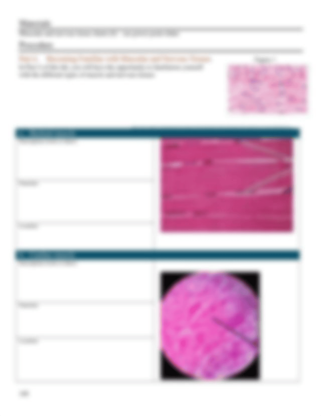 muscle and nervous tissues.docx_d93wddywnus_page2