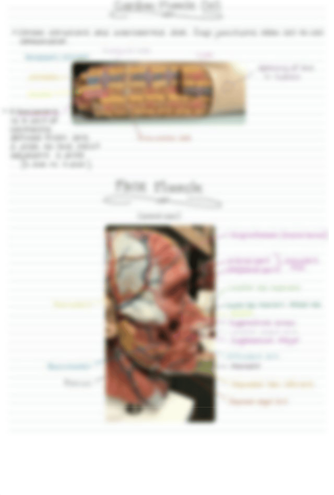 Lab Practical Review.pdf_d94lu5g43w4_page2