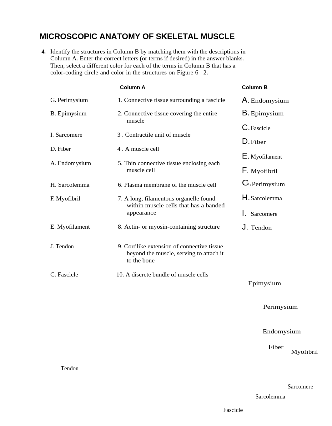 The_Muscular_System.AMI.docx_d94ybscs4i8_page5