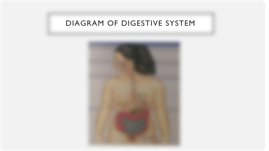 THE DIGESTIVE SYSTEM.pdf_d96l13js7m8_page4