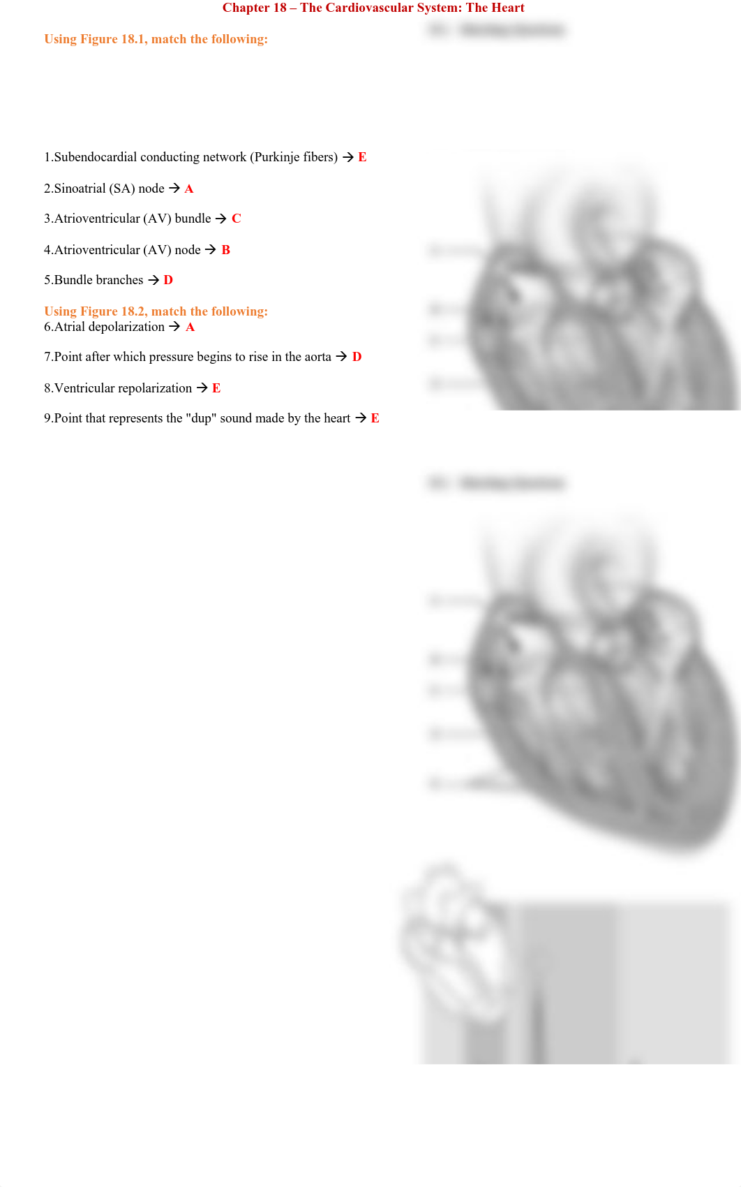 Chapter 18- The Cardiovascular System--The Heart .pdf_d96m4jximh8_page1