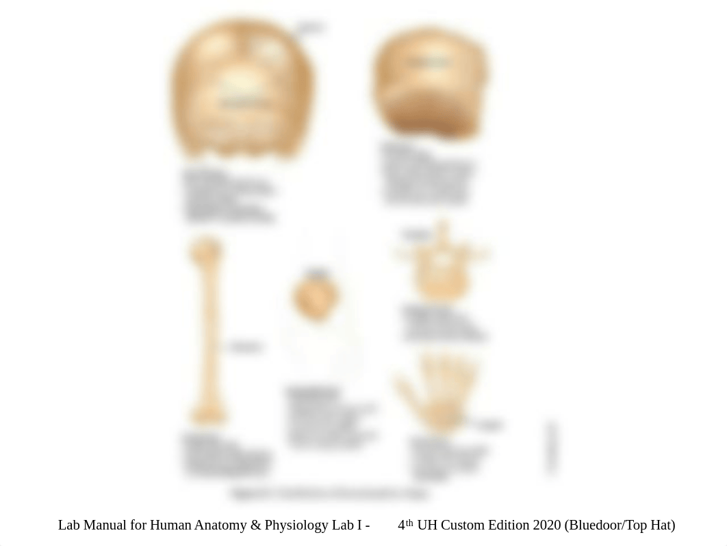 08 System Presentation1134 Ex #8 Bone and Cartilage Histology (4th Ed.).pdf_d96w8mq558q_page3