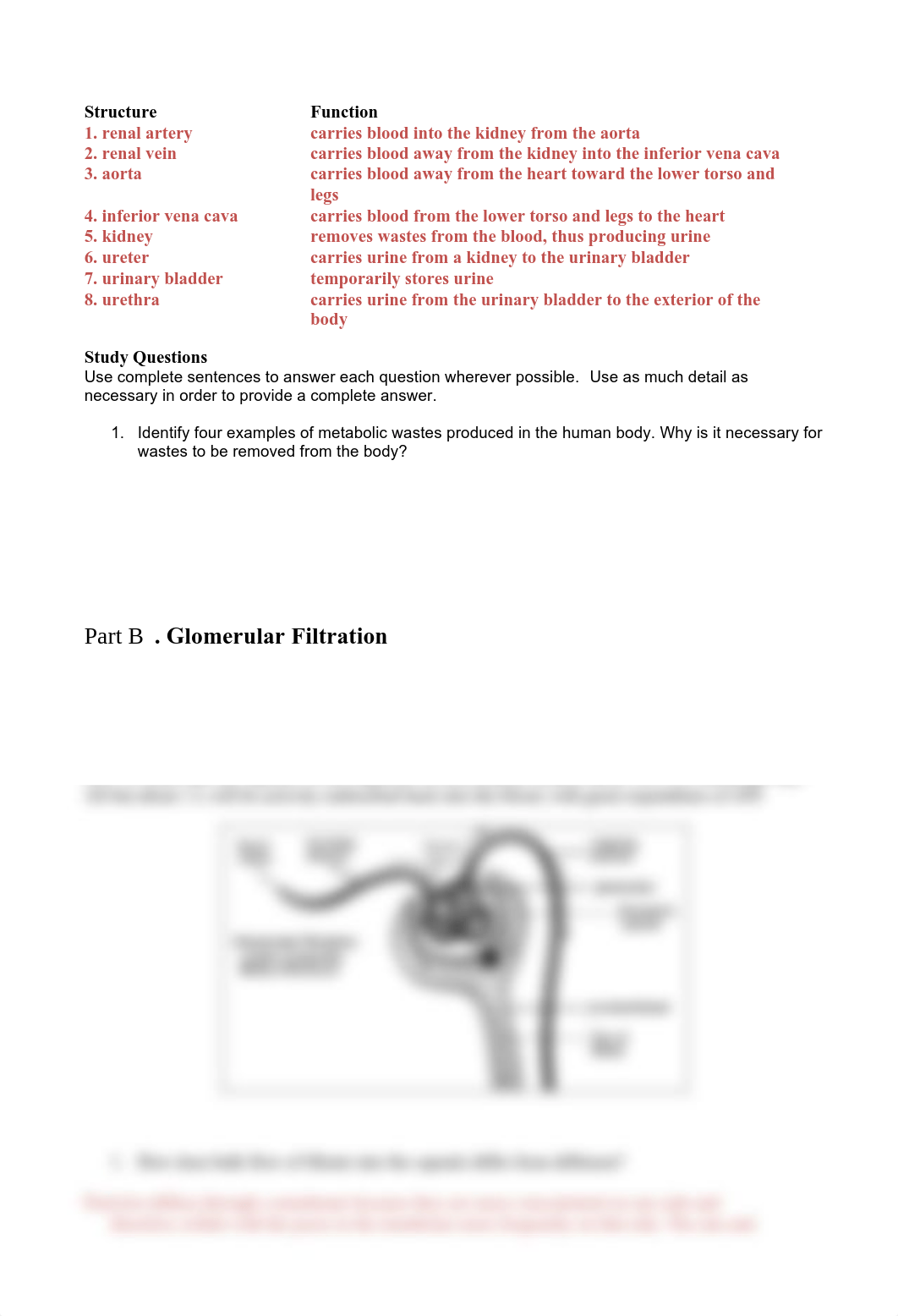 U4-9 Urinary System2012Key.pdf_d972y3n2sow_page2