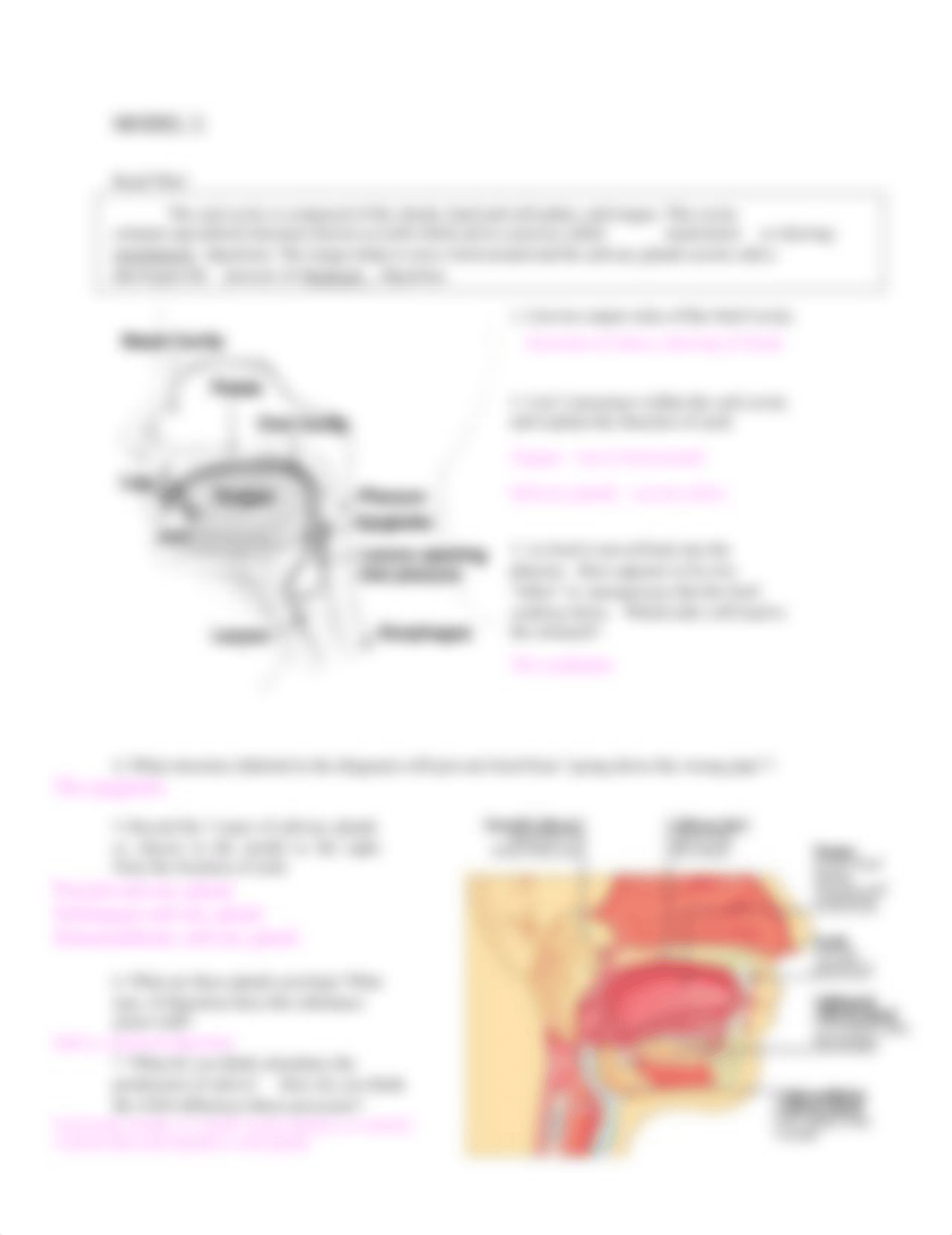 digestive_system_pogil.docx_d996tmbsw40_page2