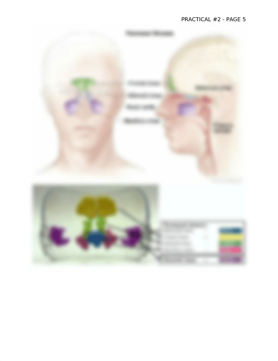 PRACTICAL #2 STUDY GUIDE_d998b1vuhhp_page5