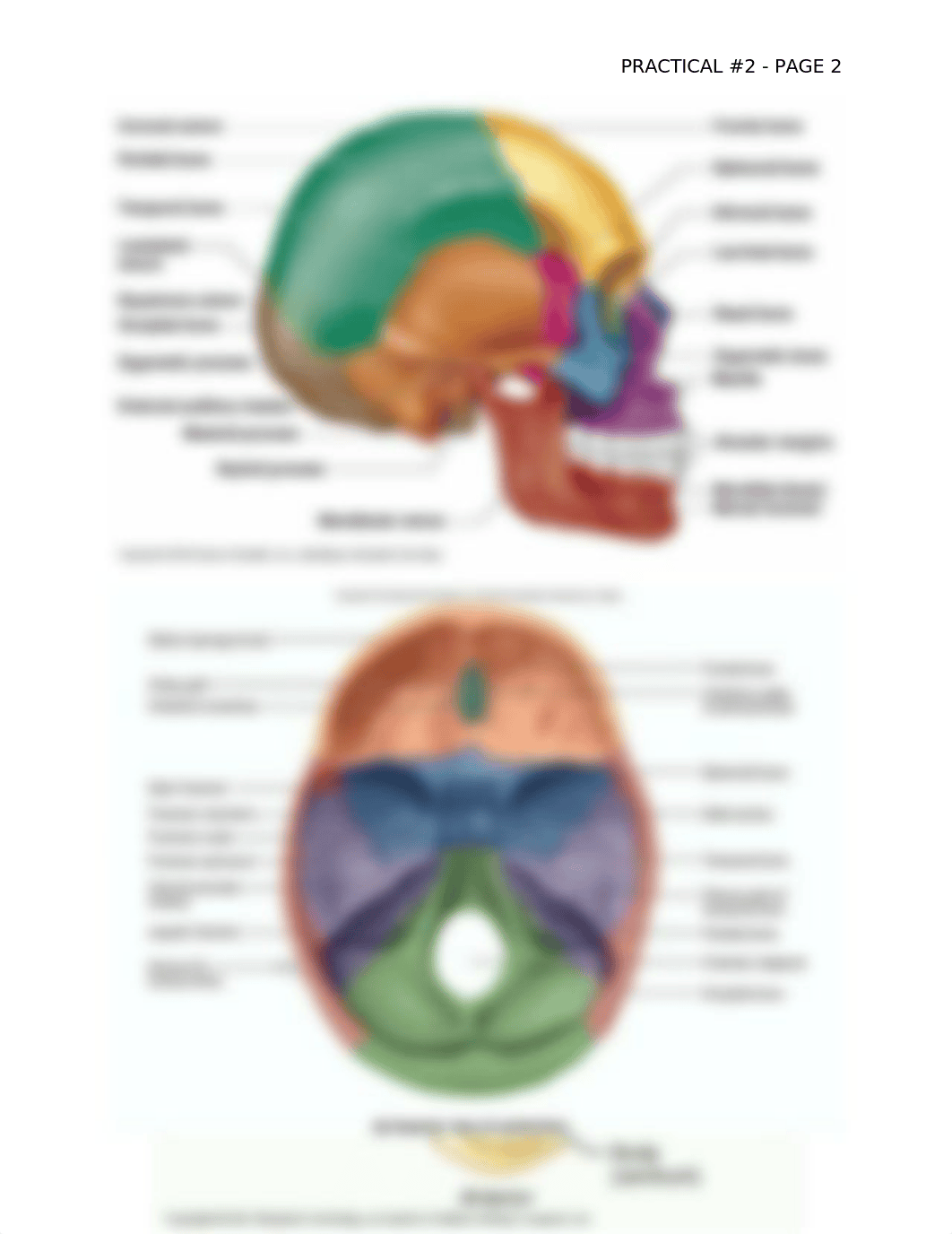 PRACTICAL #2 STUDY GUIDE_d998b1vuhhp_page2