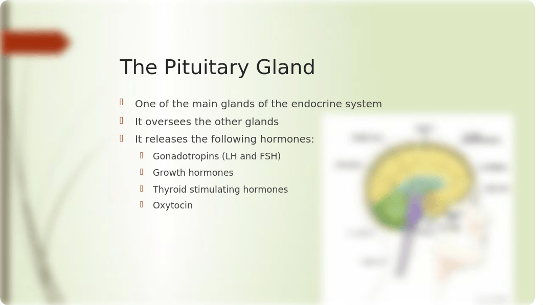 Endocrine System Powerpoint_d99dk0xvn58_page3