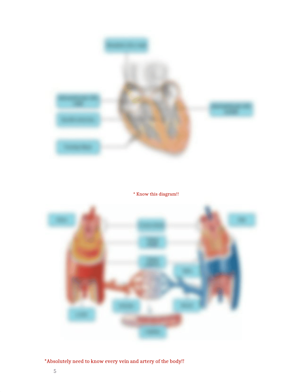 Cardiovascular Outline and study guide for exam_d99zz0z9q7g_page5