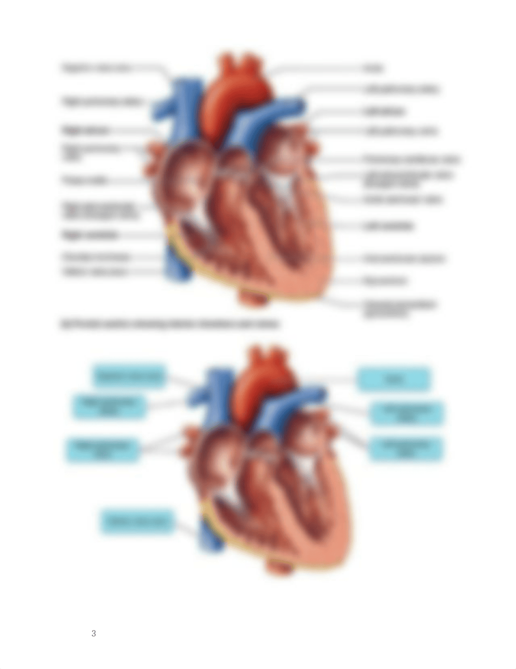 Cardiovascular Outline and study guide for exam_d99zz0z9q7g_page3