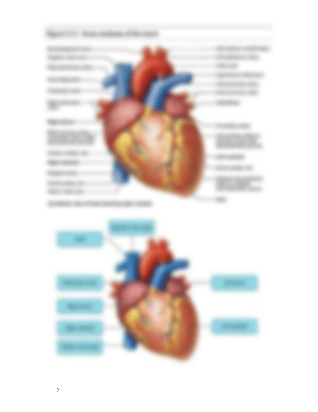 Cardiovascular Outline and study guide for exam_d99zz0z9q7g_page2