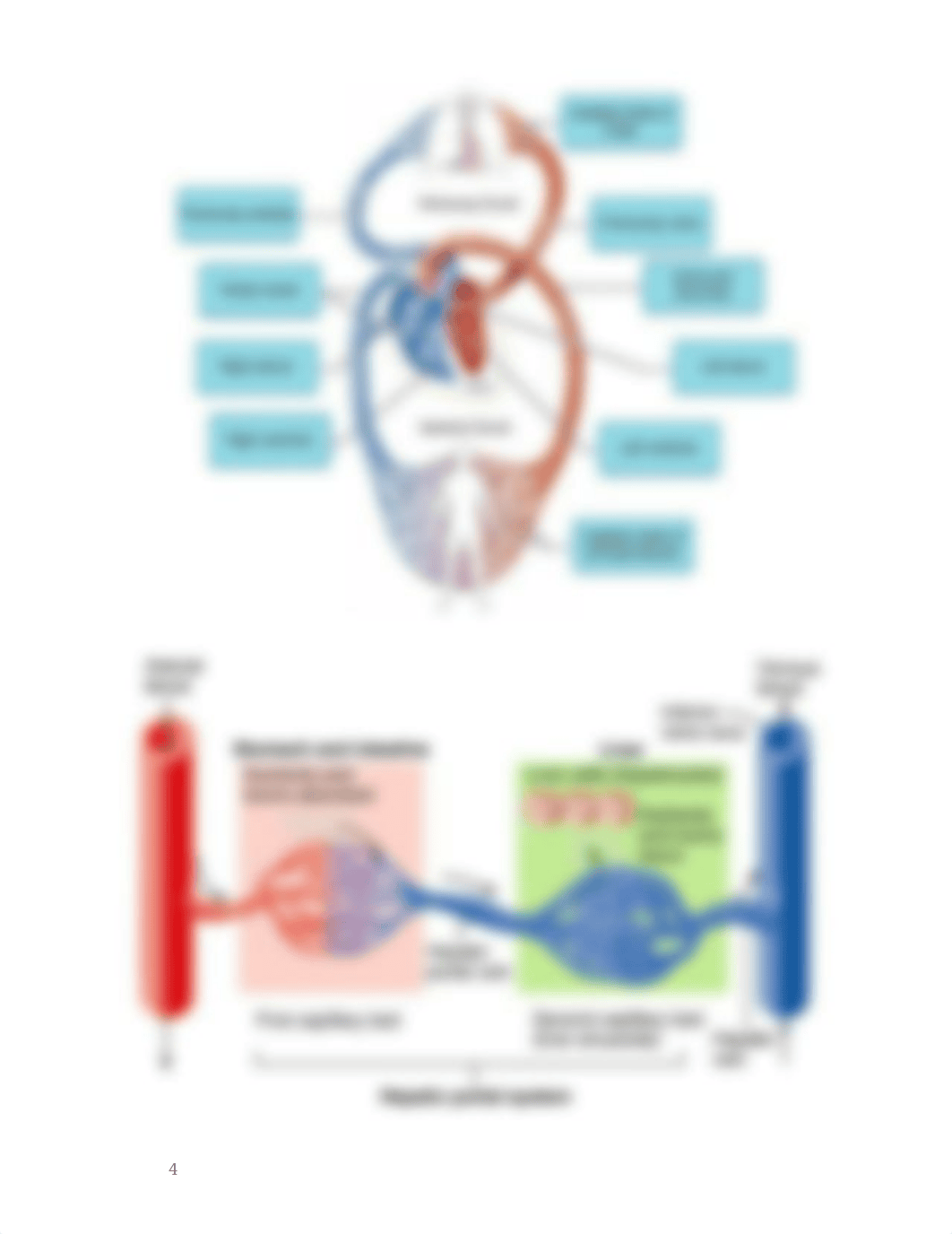 Cardiovascular Outline and study guide for exam_d99zz0z9q7g_page4