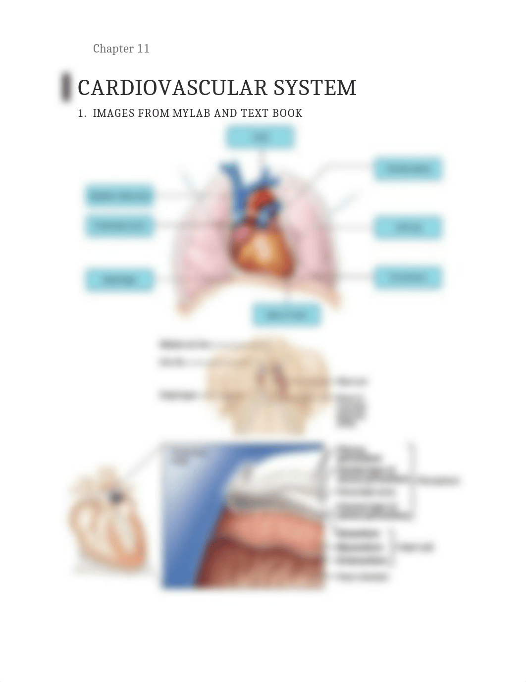 Cardiovascular Outline and study guide for exam_d99zz0z9q7g_page1