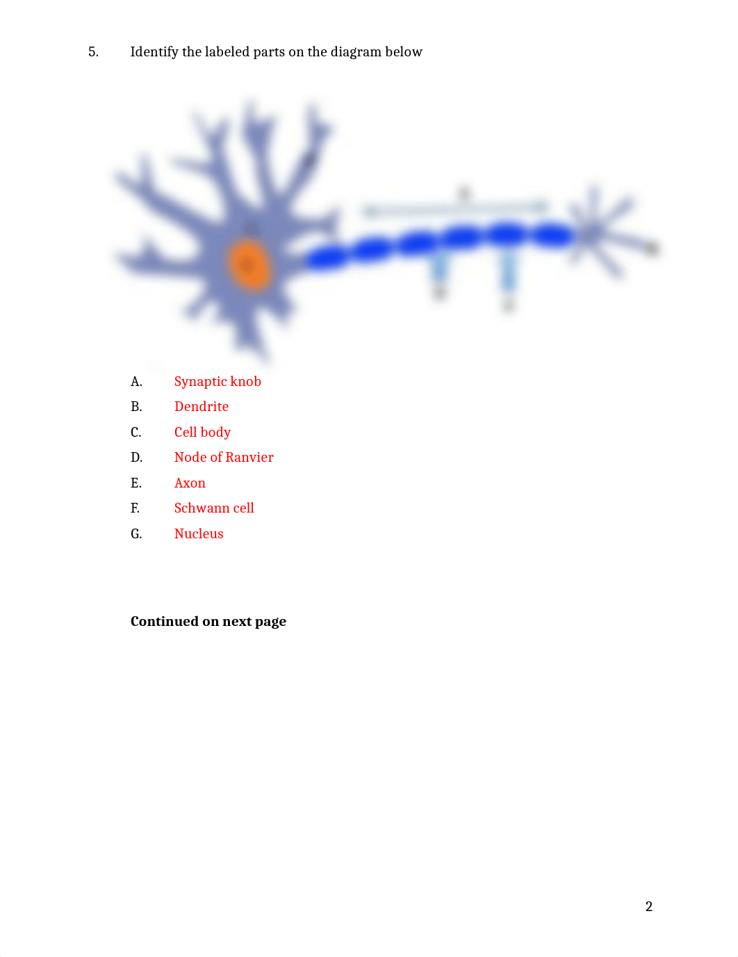 ASSN 7.1 Structure and Function of the Nervous System KEY.docx_d9aetjb77sp_page2