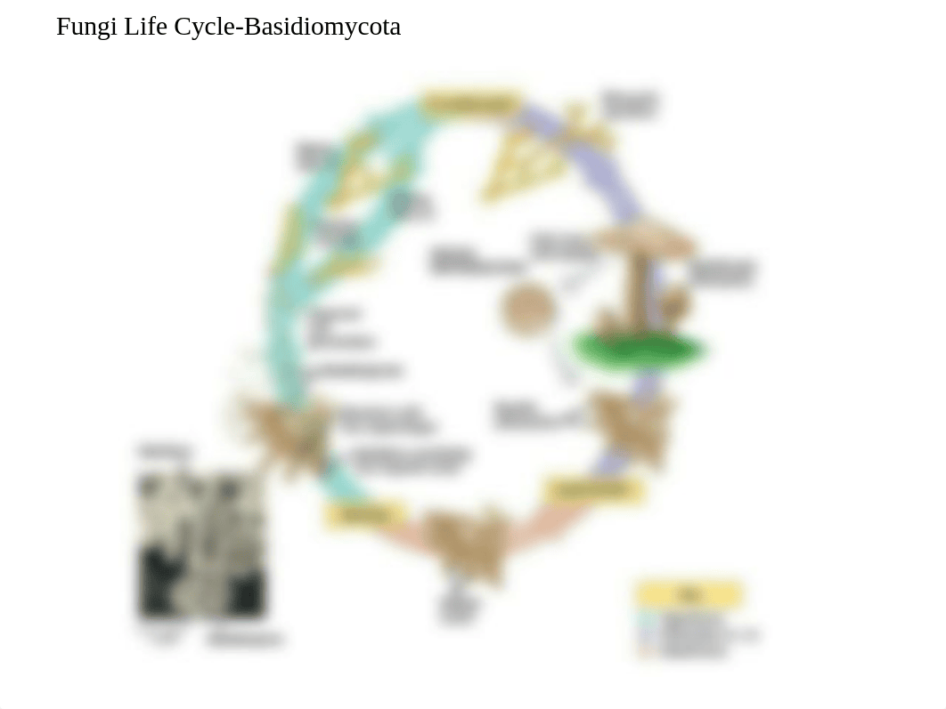 BIO 111 Exam 2 Life Cycles winter 2019.pdf_d9aszjygj42_page3