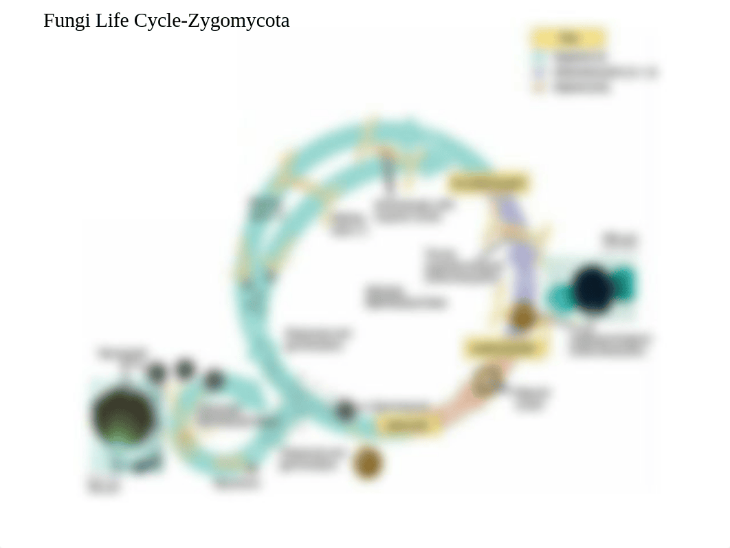 BIO 111 Exam 2 Life Cycles winter 2019.pdf_d9aszjygj42_page1