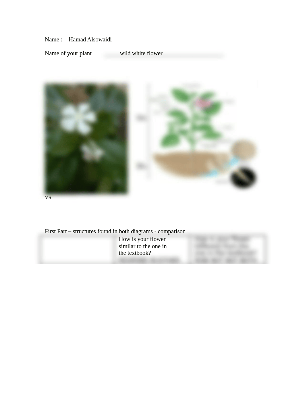 lab 13_plant rev May 2015.doc_d9bskassrnb_page1